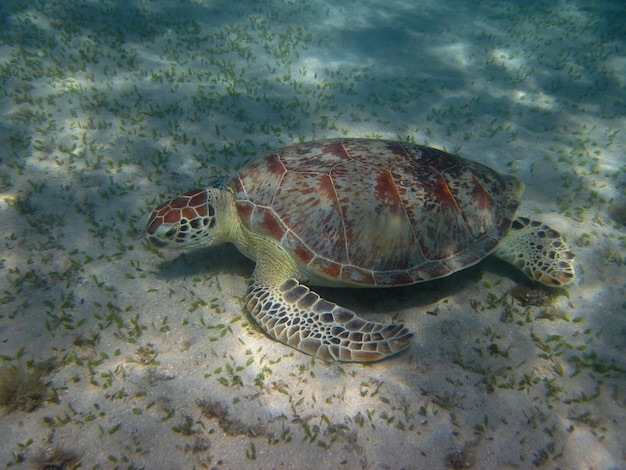 Tartaruga marinha come