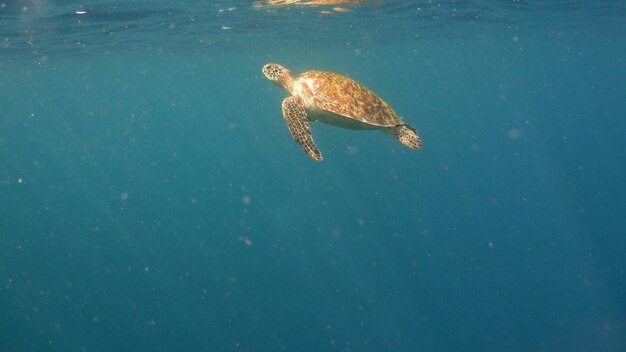 Tartaruga marinha nadando debaixo d'água na tartaruga-marinha move suas nadadeiras no oceano sob a água