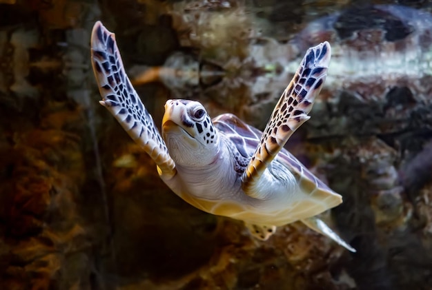 Tartaruga marinha nadando debaixo d'água