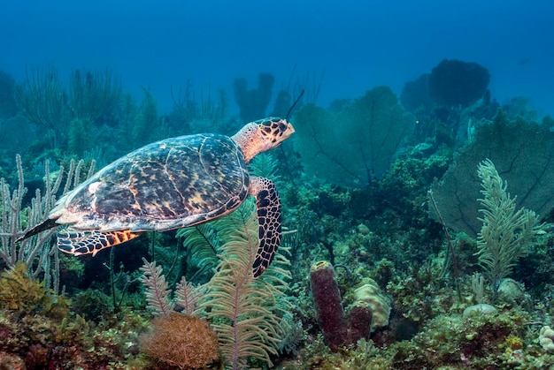 Tartaruga marinha nadando em um belo e saudável recife de coral do caribe