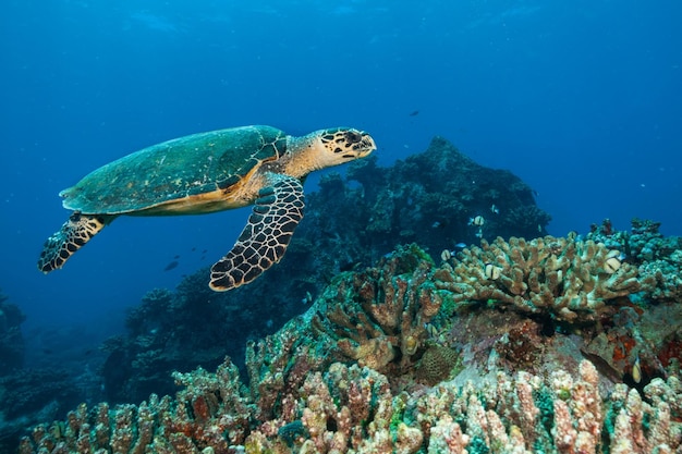 Tartaruga-marinha no oceano Índico