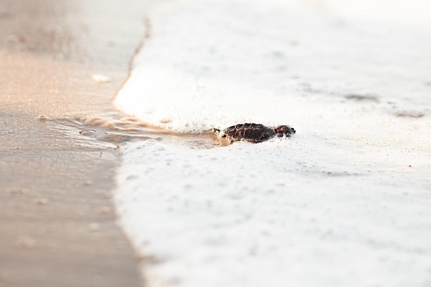 Tartaruga marinha recém-nascida na areia na praia caminhando para o mar depois de sair do ninho