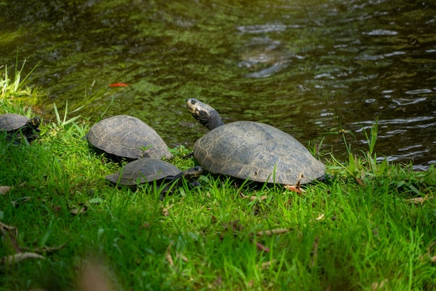 Tartaruga na amazônia