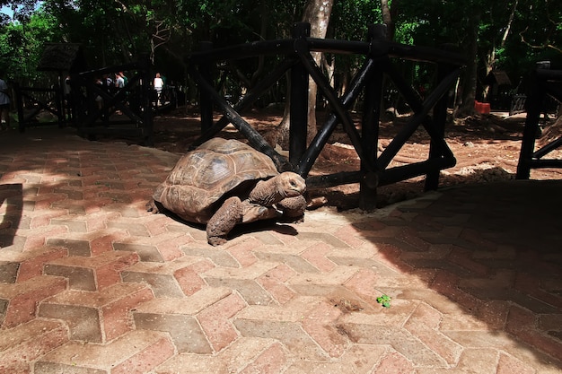 Tartaruga na ilha prisão de zanzibar, tanzânia