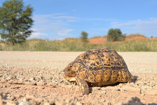 Foto tartaruga na natureza