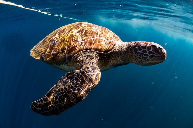 Tartaruga nadar no mar azul