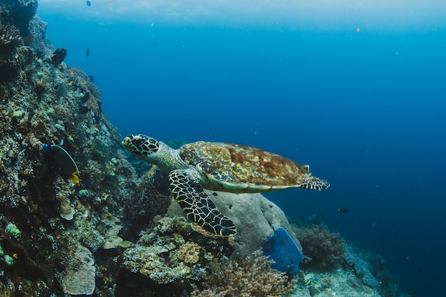 Tartaruga, natação, tropicais, mar