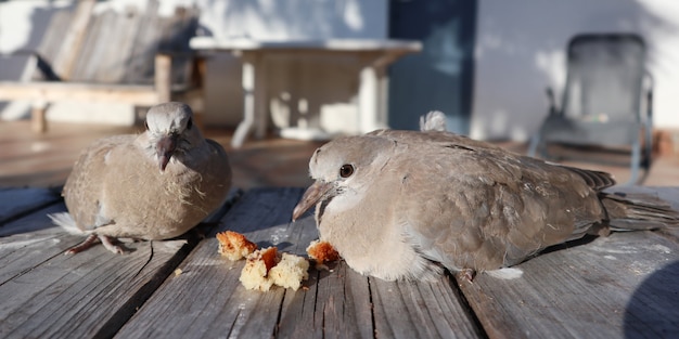 Tartaruga pomba cinza casal Streptopelia turtur