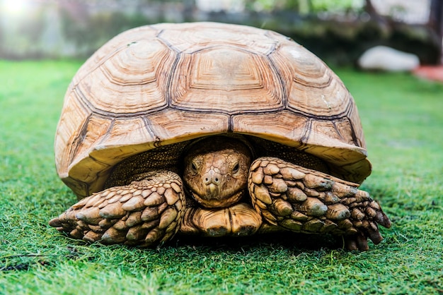 tartaruga, répteis animal no jardim