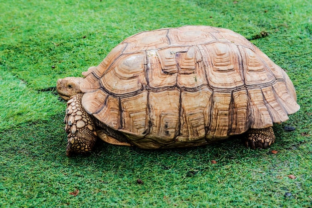 tartaruga, répteis animal no jardim