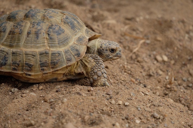 Tartaruga russa de perto, Agrionemys horsfieldii