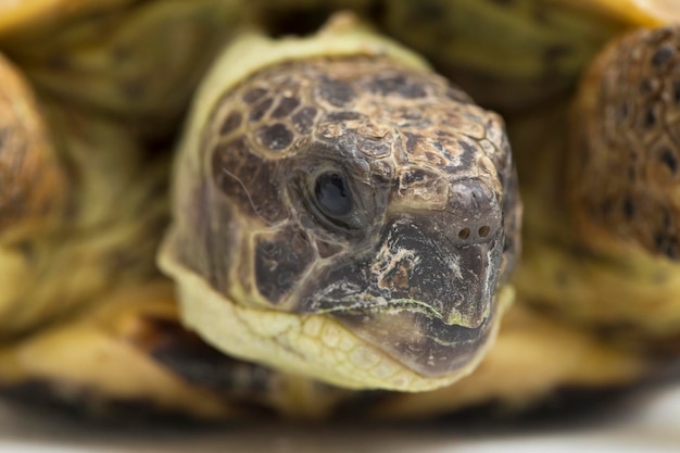 Tartaruga russa Testudo horsfieldii isolada no fundo branco