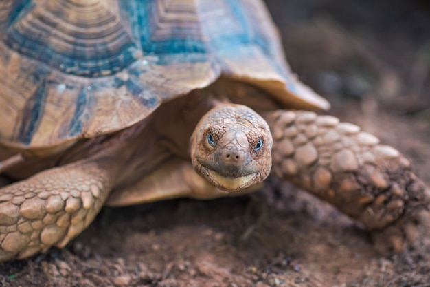 Tartaruga Spurred africana (Geochelone sulcata)