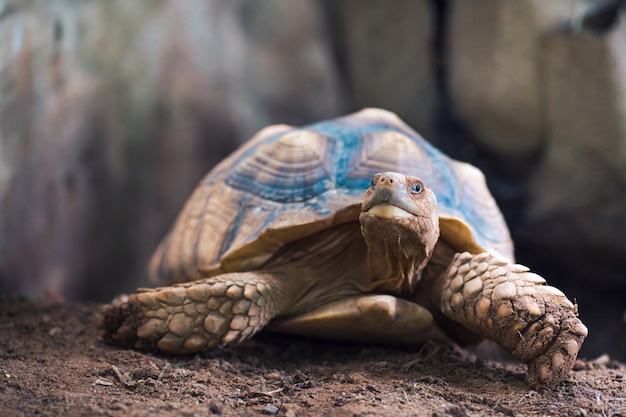 Tartaruga Spurred africana (Geochelone sulcata)