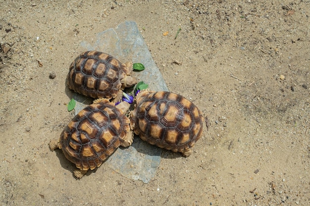 Tartaruga Sucata comendo legumes com fundo de natureza