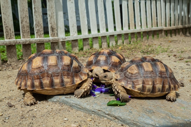 Tartaruga sucata comendo legumes com fundo de natureza