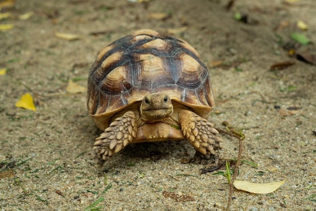 Tartaruga Sucata no chão