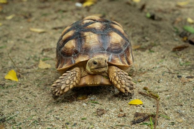 Tartaruga Sucata no chão