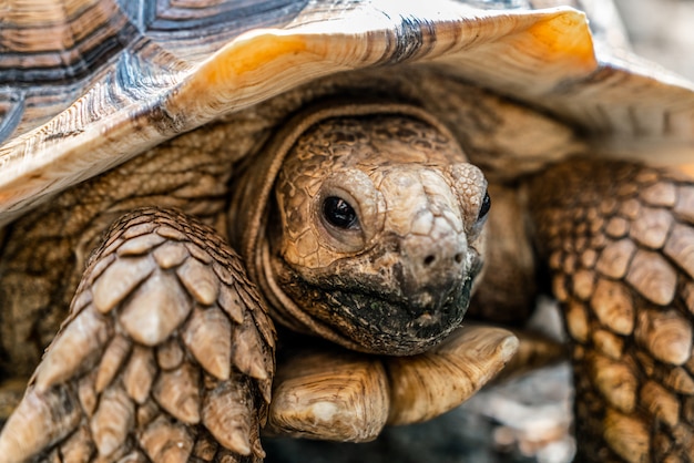 Tartaruga Sulcata é animais no zoológico