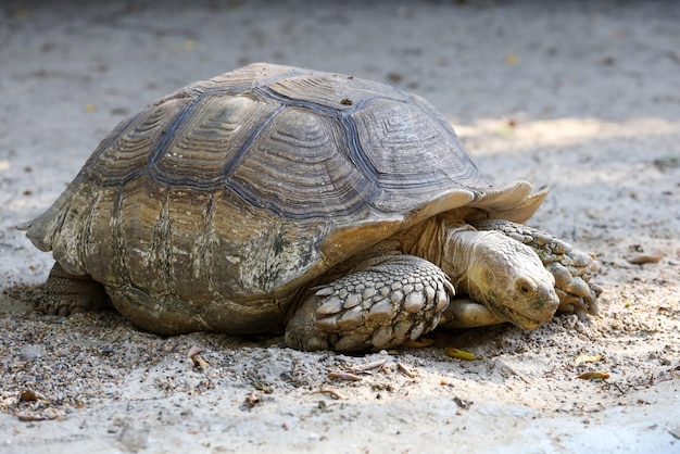 Tartaruga sulcata no jardim na tailândia