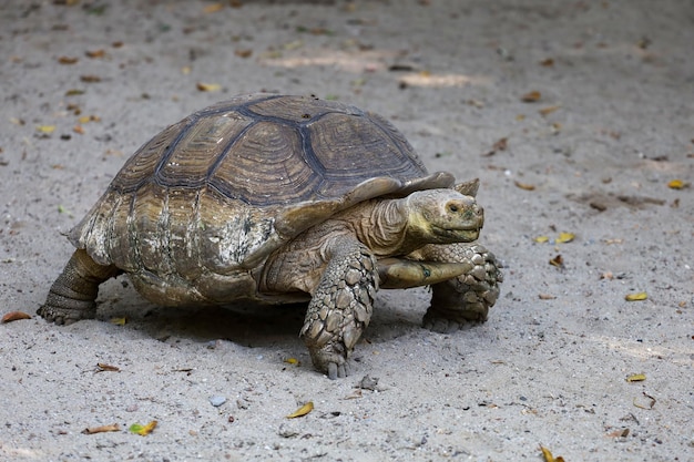 Tartaruga Sulcata no jardim na Tailândia