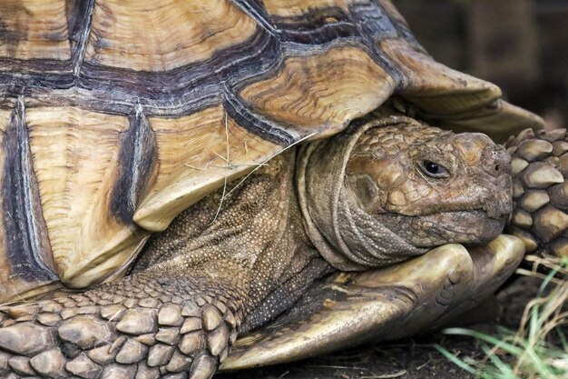 Tartaruga Sulcata no jardim na Tailândia