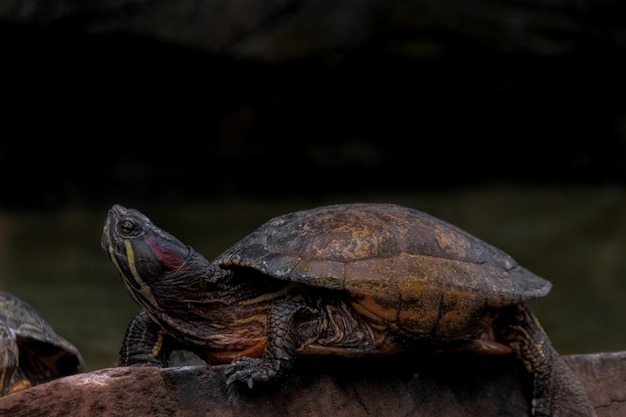 Tartaruga testudinidae