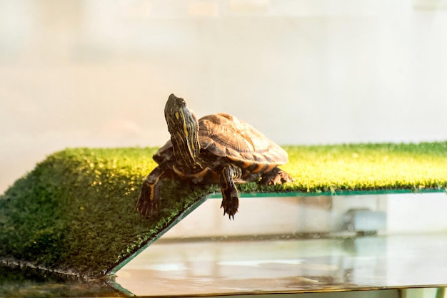 Tartaruga tigre de água tomando sol no aquário