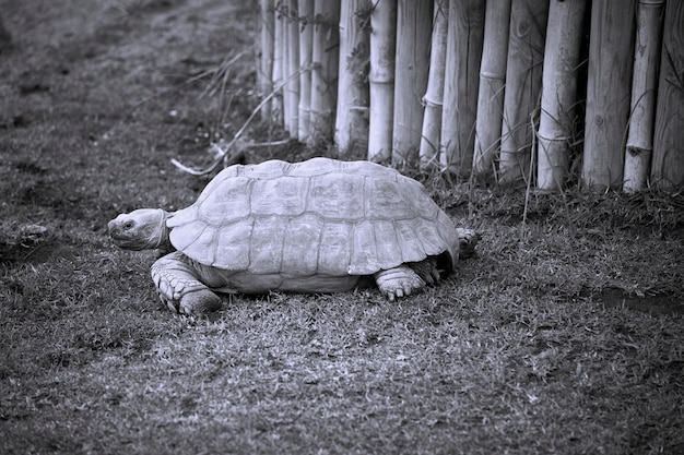 tartaruga velha relaxando em terra selvagem