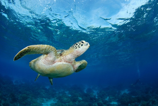 Tartaruga verde. vida marinha da ilha apo, filipinas