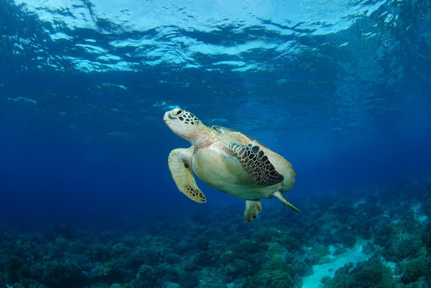 Tartaruga verde. Vida marinha da ilha Apo, Filipinas