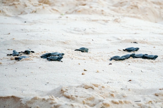 Tartarugas bebês dando seus primeiros passos no oceano Praia Do Forte Bahia Brasil