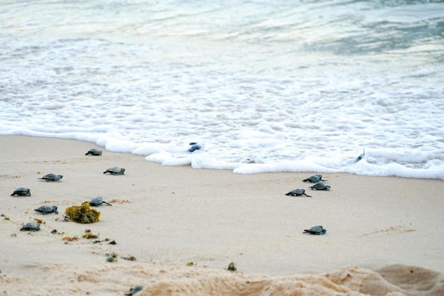 Tartarugas bebês dando seus primeiros passos no oceano Praia Do Forte Bahia Brasil