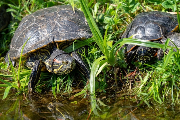 Tartarugas deitadas na grama Grupo de redared slider Trachemys scripta elegans na lagoa