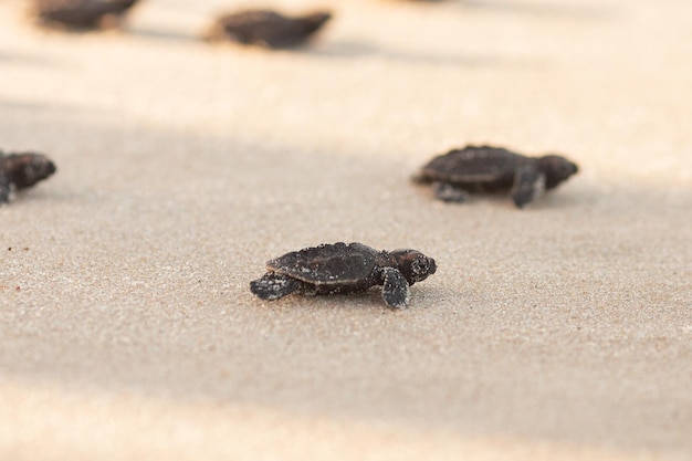 Tartarugas em perigo de extinção à luz do sol quente da noite sendo lançadas em uma praia
