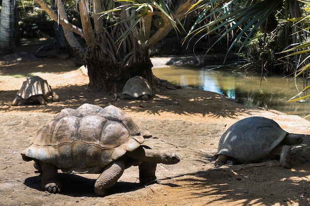 Tartarugas gigantes Dipsochelys gigantea em um parque tropical na ilha de Maurício, no oceano Índico