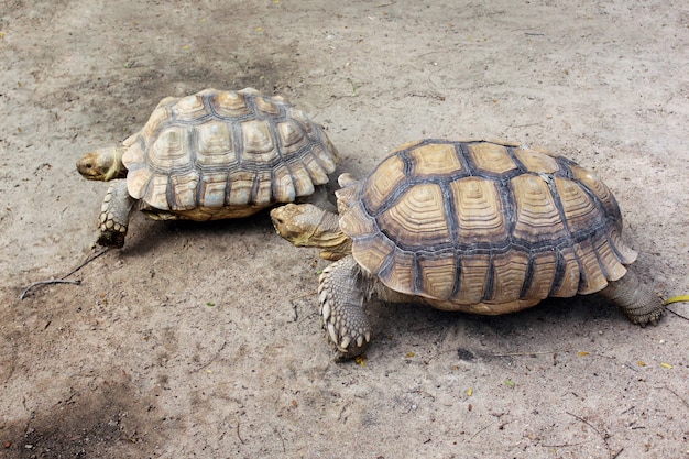 Tartarugas gigantes no zoológico