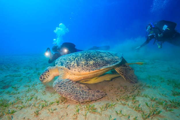 Tartarugas incríveis do Mar Vermelho de Abu Dabbab no Egito