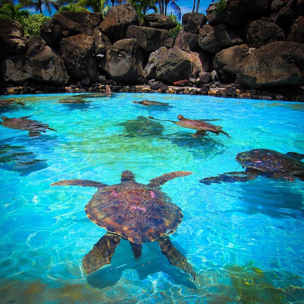 Foto tartarugas marinhas a nadar no mar contra as rochas