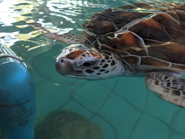 Tartarugas marinhas nadam em uma lagoa de conservação