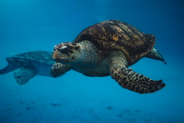 Tartarugas marinhas nadando