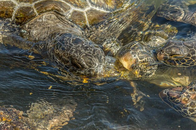 Tartarugas marinhas verdes Chelonia mydas estão lutando