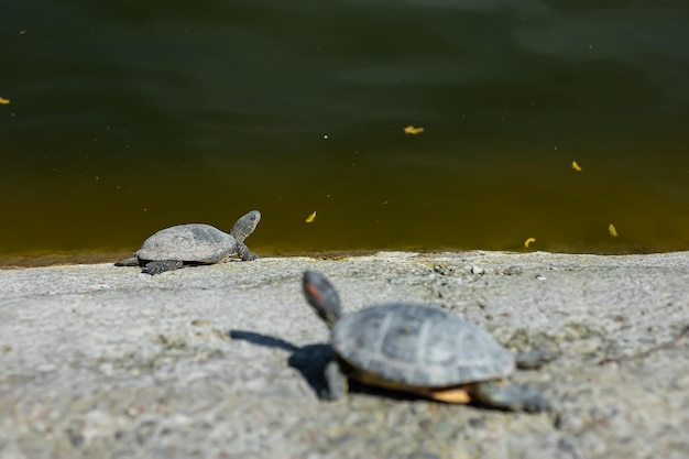 Tartarugas na primavera no parque perto da lagoa