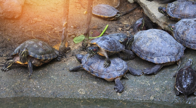 Foto tartarugas no zoológico