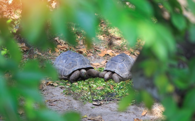 Foto tartarugas no zoológico