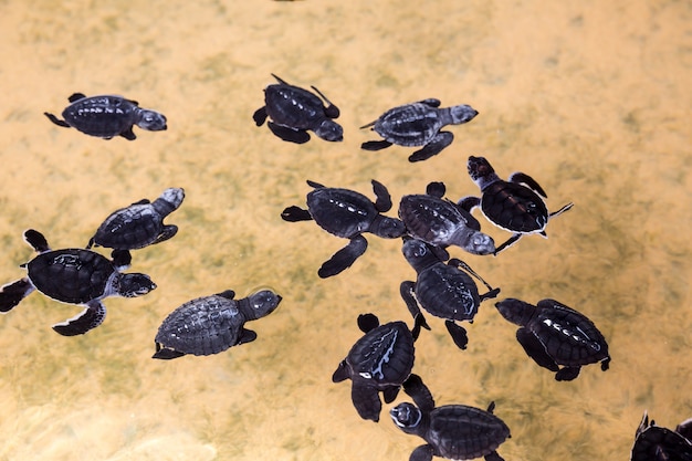 Tartarugas recém-nascidas na água, tartarugas de assento Sri Lanka