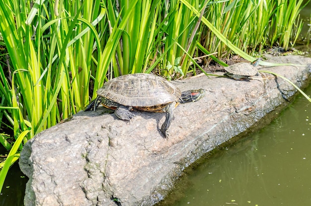 Tartarugas Redeared nas rochas do Lago Norte no Central Park New York City EUA