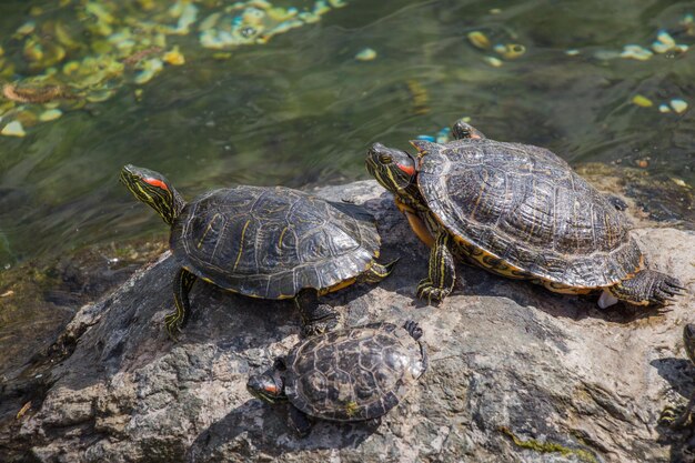 Tartarugas solitárias encontradas à beira do lago