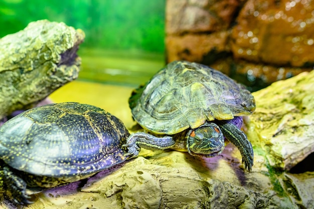 Foto tartarugas tristes e redescobertas no aviário do zoológico