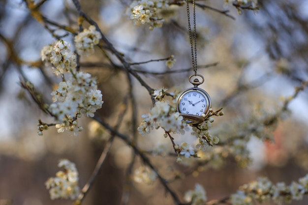 Taschenuhr hängt an einem Zweig blühender Kirsche